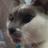 aCatNamedLouis's profile image
