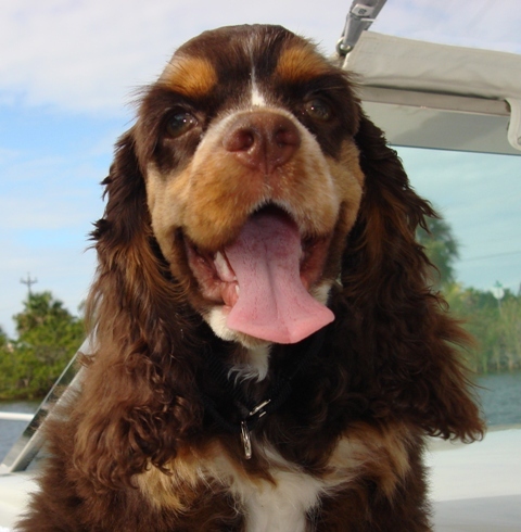 Chocolate Cocker Spaniel loving life!!!  See you around!