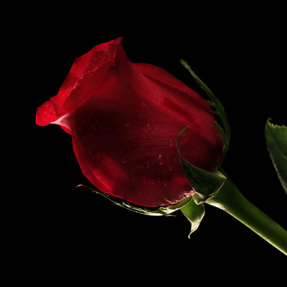 1sheerdelights's profile picture. 