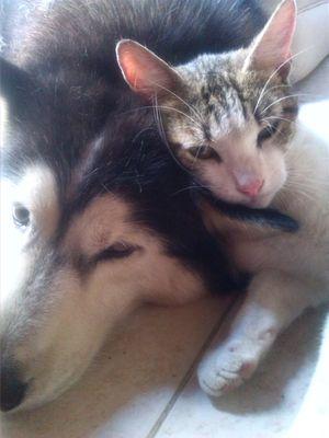 Castoryruiz's profile picture. Amante de la libertad