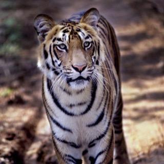 RJSLWR's profile picture. 