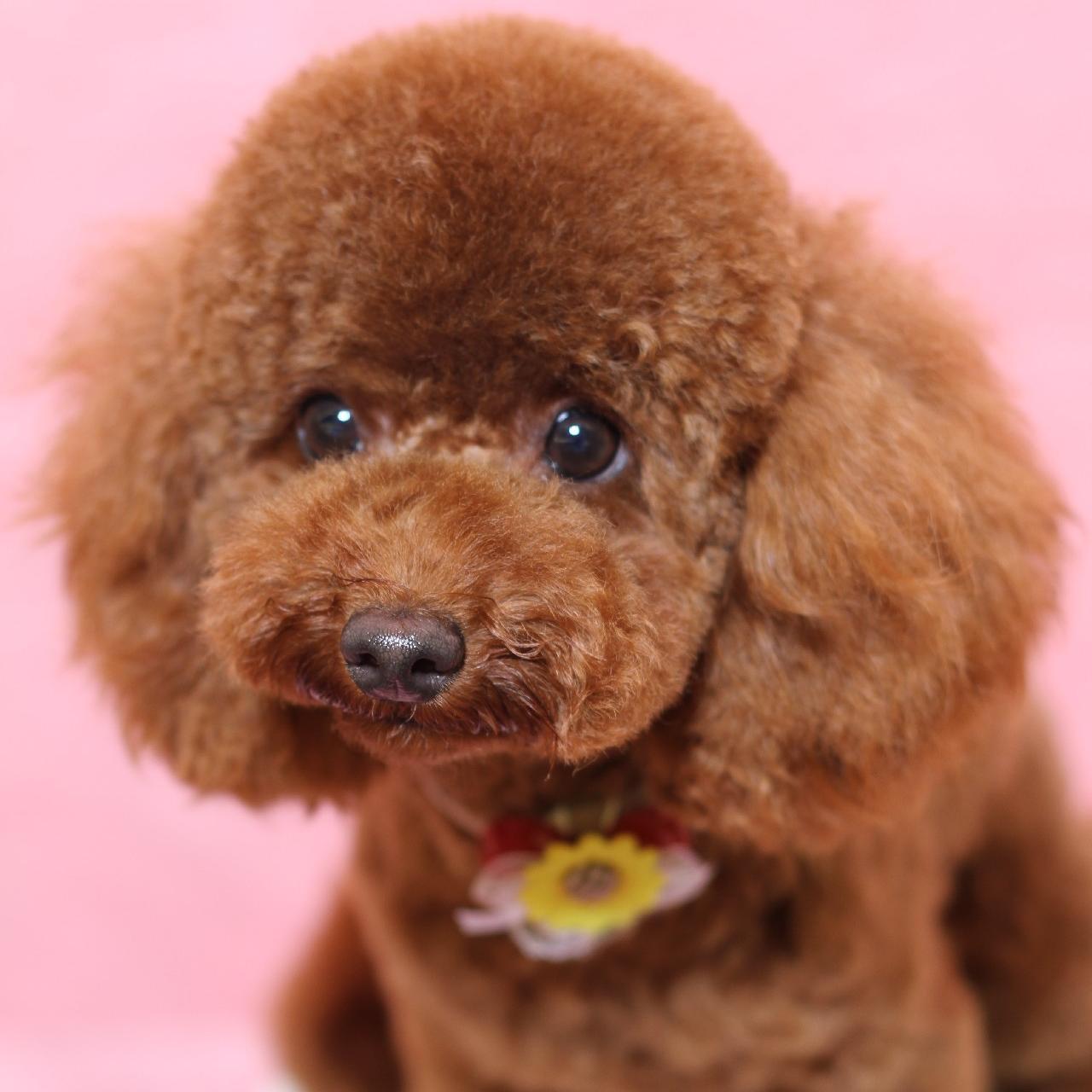 犬のおもしろ動画 Dogs Andcats Twitter 犬のおもしろ動画 Dogs Andcats Twitter