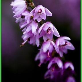 Kliodhna's profile picture. 