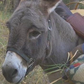 I'm a donkey. I got a little out of hand and charged @souleschris & @beccatilley5 on @BachelorABC. Also obsessed with @BacheloretteABC and @BachParadise.