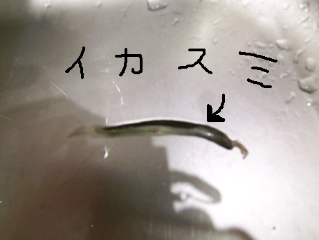 tuuunko's profile picture. イカを上手にさばけた時の写真です。