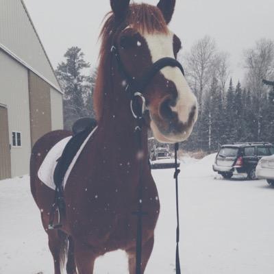 ariel: 16 hh tb/percheron 
hunter