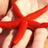 anna_pria's profile image
