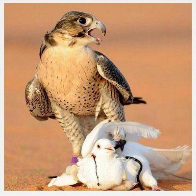 الهلال