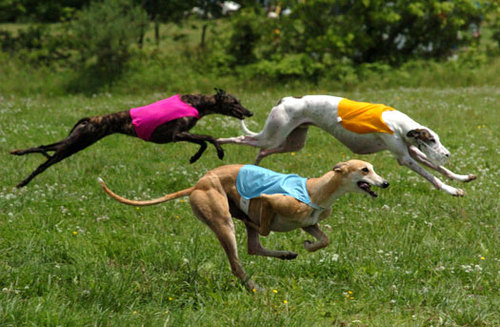 The Brother (greyhoundnewsuk) all greyhound racing events can be seen at http://t.co/oUrpu1OP8Y
