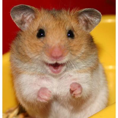 The cutest of the cute. Follow us for cute rodents! We claim no rights to photos shared.