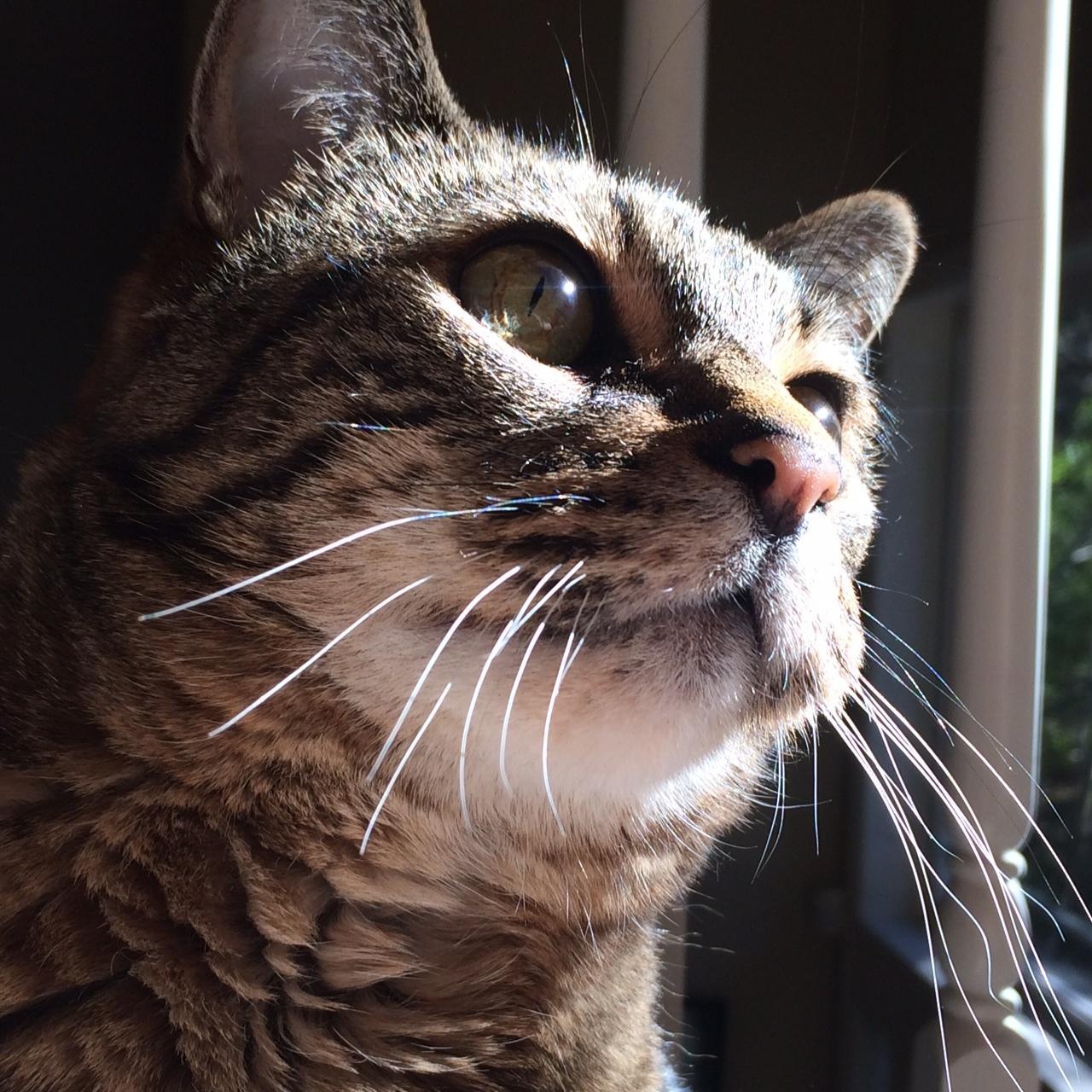 FatFelines's profile picture. Tweets from Moo: 😽. Trixie: 👑. Sam: 😼. Moose: 😸. RIP 🌈: Kozzy & Sy.  Human: Traci A. Ketchum. FB, Instagram: @FatFelines #portland #oregon #cat #kitten