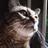 FatFelines's profile image