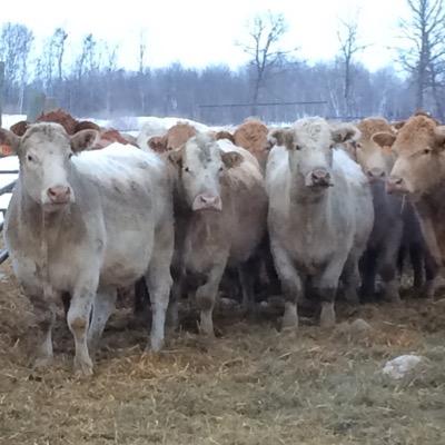 Full service, Livestock marketing company in the Interlake, with cattle sales every Wednesday
