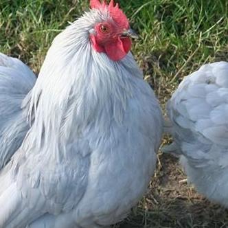 blackdownpoult's profile picture. Blackdown Poultry is a small family business run by two sisters Tracey & Carey and set in the heart of the Blackdown Hills.
