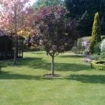 Lawn Treatment Service