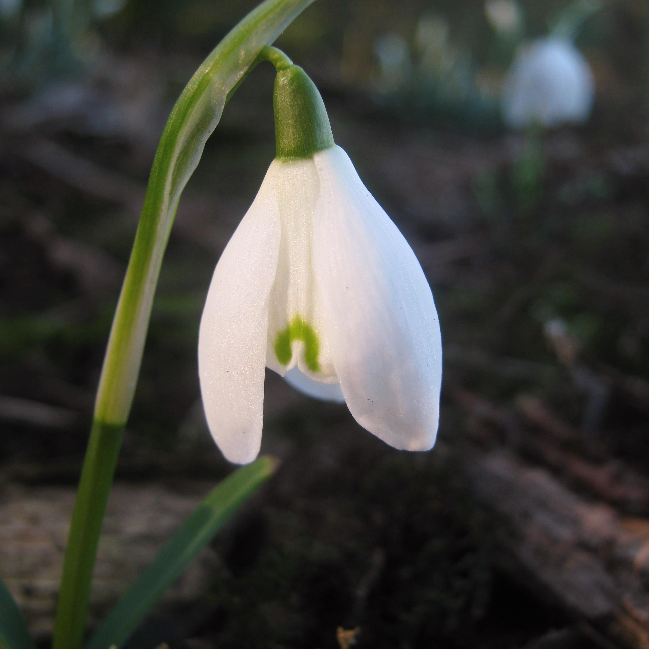 LinguaLexy's profile picture. 17th cent historian. Researcher. Writer. Language consultant. Scandinavian languages, French, Italian, Scots, Gàidhlig. Caught between Alba and Sverige.