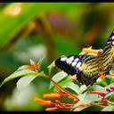 Suresh S (@5d5df73488734ac) Twitter