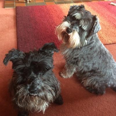 Primary Headteacher, schnauzer mum, loves walking in the forest and outdoor learning.