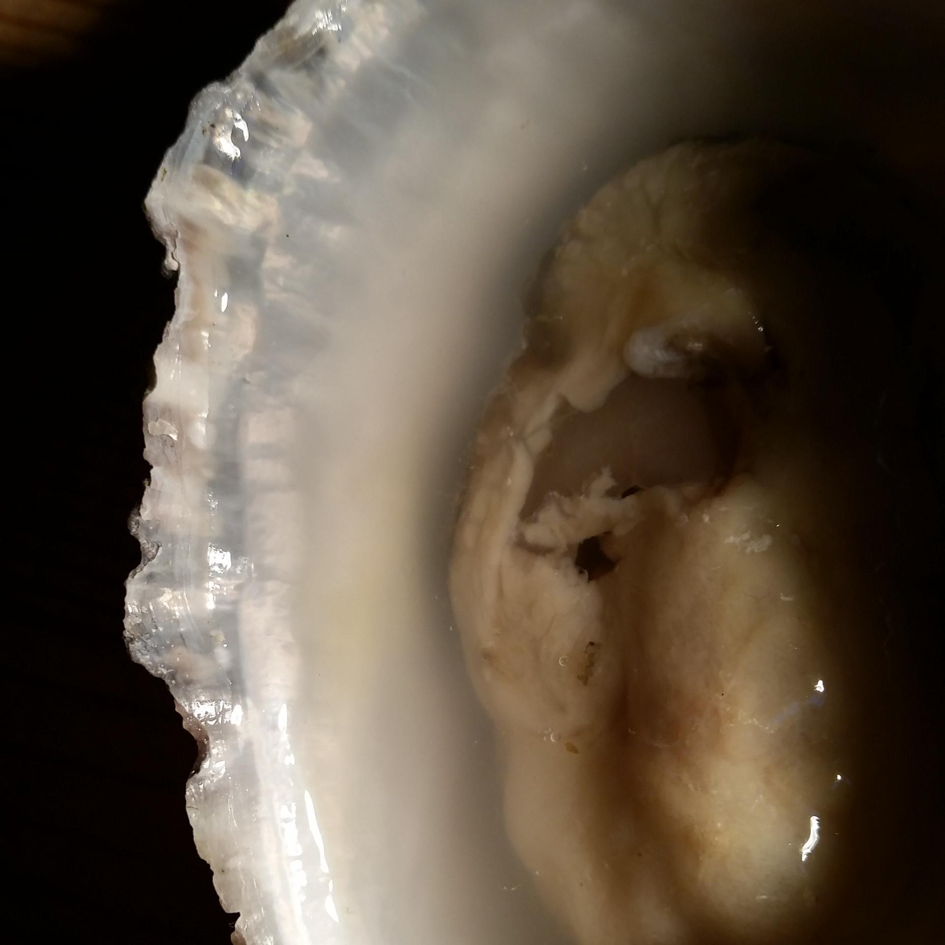 LNDOysterWeek's profile picture. 