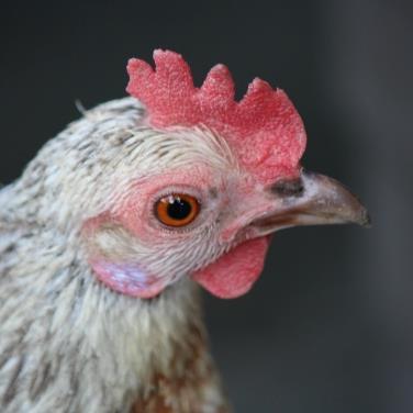 Game_Chooser's profile picture. 