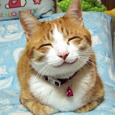 猫の画像botさん Catpica 猫の画像botさん Catpica