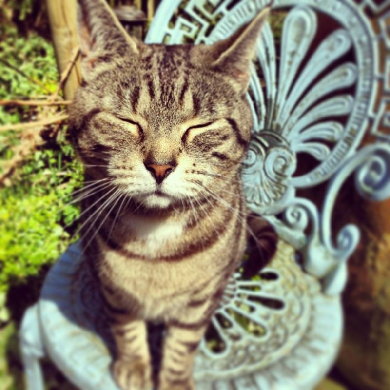 Strattonscats's profile picture. A day in the life of Bert & Mr B at Strattons Hotel in Swaffham, Norfolk. A boutique hotel with 2 resident cats. Visit https://t.co/n87XYp5Ijo