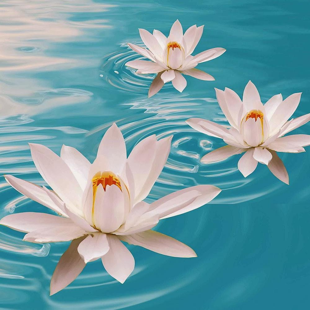 ThangapooT's profile picture. 