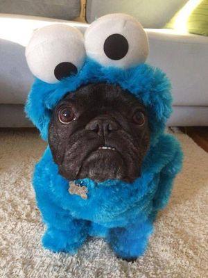 hi I am Avia I live in the UK and I love my 2 pugs Stanley and bubbles