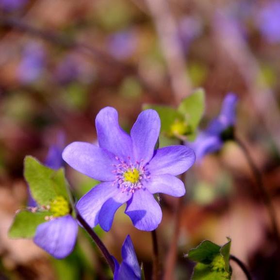 ShirlyKitty's profile picture. 