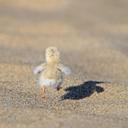 Gerald Arceneaux - @WatitEarp - Twitter