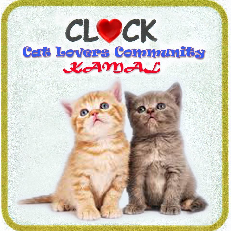 Cat Lovers Community KAMAL, Grooming antar - jemput, Jual Beli Hibah Kucing Ras Anggora / Persia Medium, Flat & Peaknose, Short & Long Hair, Exotic di Bangkalan
