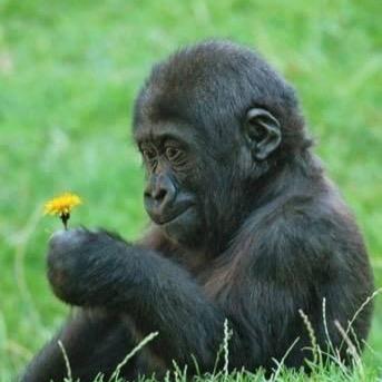こんにちは!ジャングルの中で人生とは何か…考えに考え出した答えは型破りに生きる事!!そう!ジャングルの中で胸を叩いてバナナ食ってるだけじゃこの世知辛い世の中生きていけない。大学に通い人間界を勉強しています!興味のある方は是非フォローお願いします!!