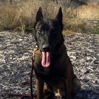 K9Kayro's profile picture. K9 Kayro/K9 Ofc. Decker - Dual purpose police K9 - Born July 2013 in Mexico