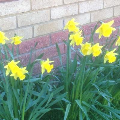 JBoy56's profile picture. Bluebird supporter.