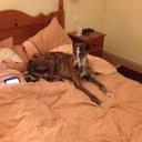 Wendy Masters - @Whippetservant - Twitter