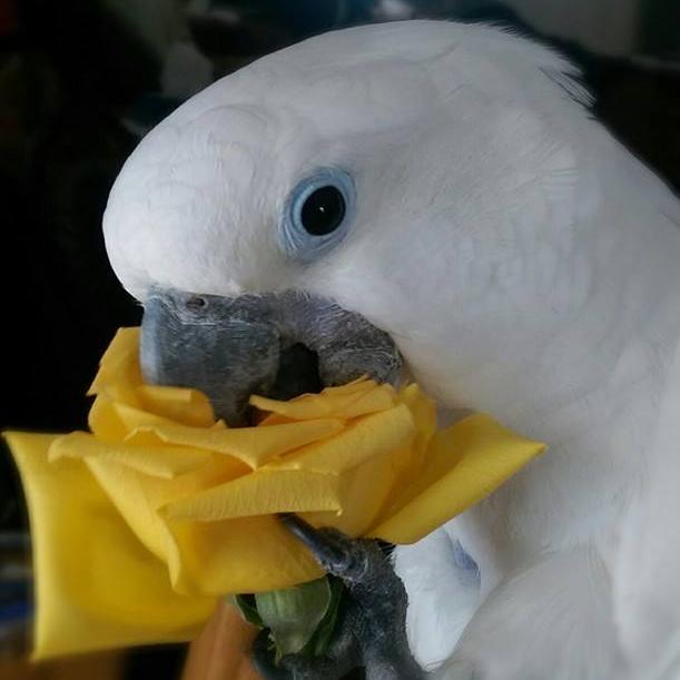RIPR is a 501(c)(3) dedicated to education, rescue & adoption of unwanted, abused or abandoned parrots through no fault of their own. Adopt don't Shop! 🦜