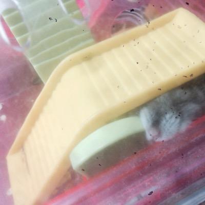 unyaaaa1's profile picture. toront