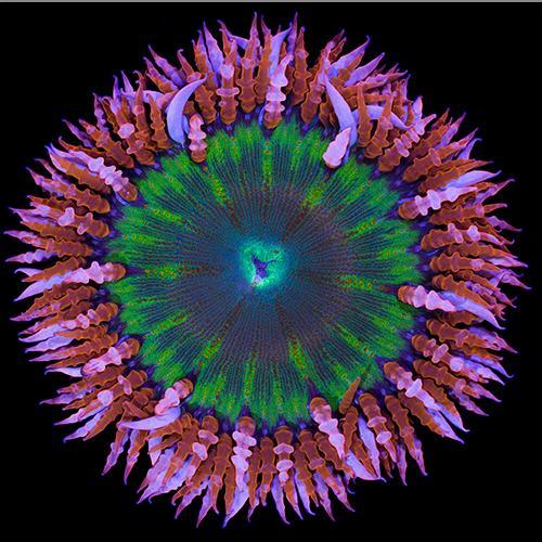 Morphologic Aquaculture