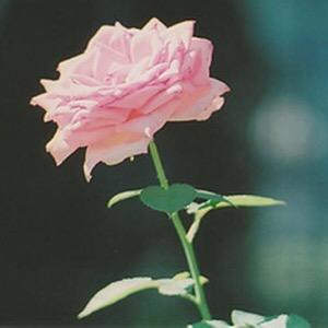 ❂❁Ariana Grandes #1 Fan/Bae/Pet/Best Friend♡I can write a song on my new piano☮I could sing about how love is a losing battle♡@ArianaGrande makes my life tho❀✺