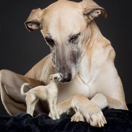 Jolly_collie's profile picture. Vicki Telesford - needle felt artist based in Cornwall. I make small 3d animals, dogs in particular including portraits of dogs from photographs.