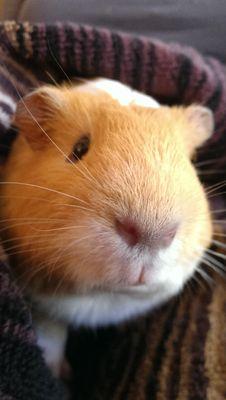 CarmellaCodes's profile picture. developer for the Internets