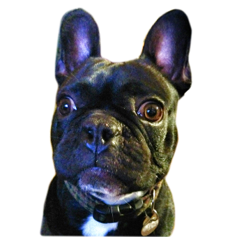 Alf Le Petit Malin (@AlfMalin) profile picture