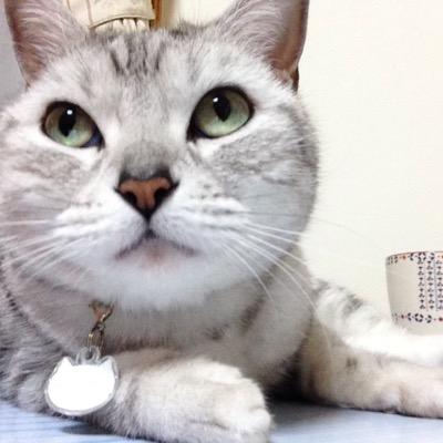 toshidensetu2's profile picture. 