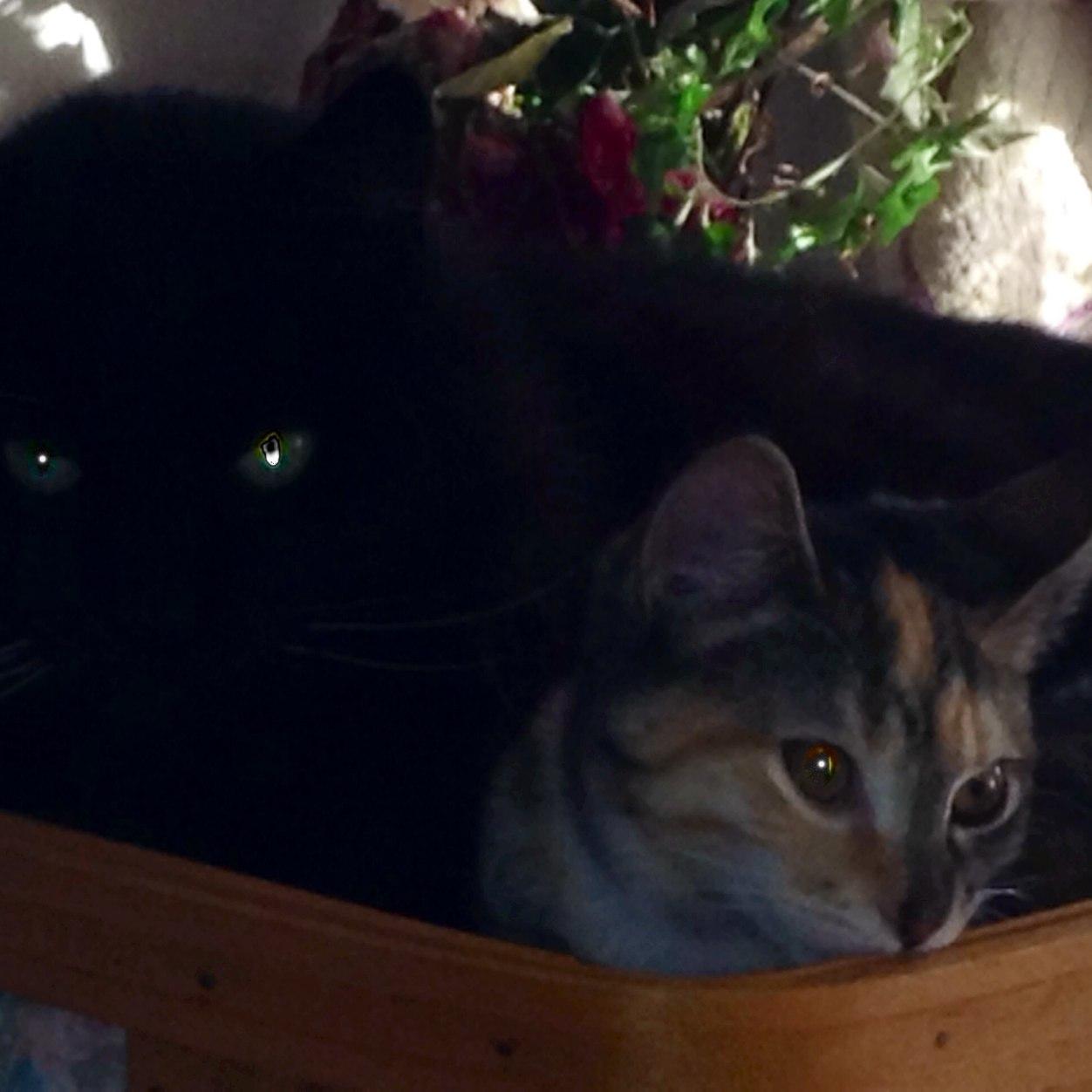 Cats are awesome!