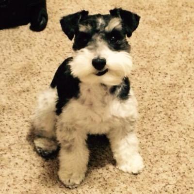 dallasvdm's profile picture. 