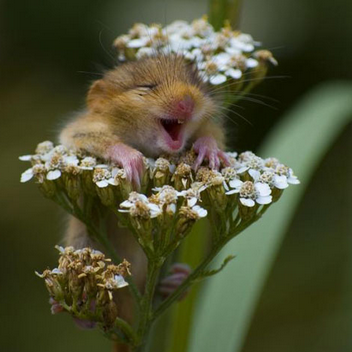 mysteryhampster's profile picture. gettin ass while I skate