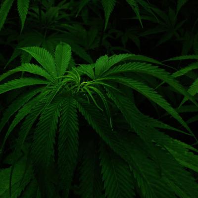 books on investing in hemp books on investing in hemp