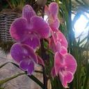 florence  charles - @flocharles - Twitter