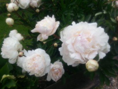 carole_gioia's profile picture. 