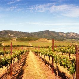the collaborative network of the wine world